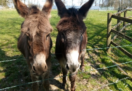 Donkeys-by-wire-fence1